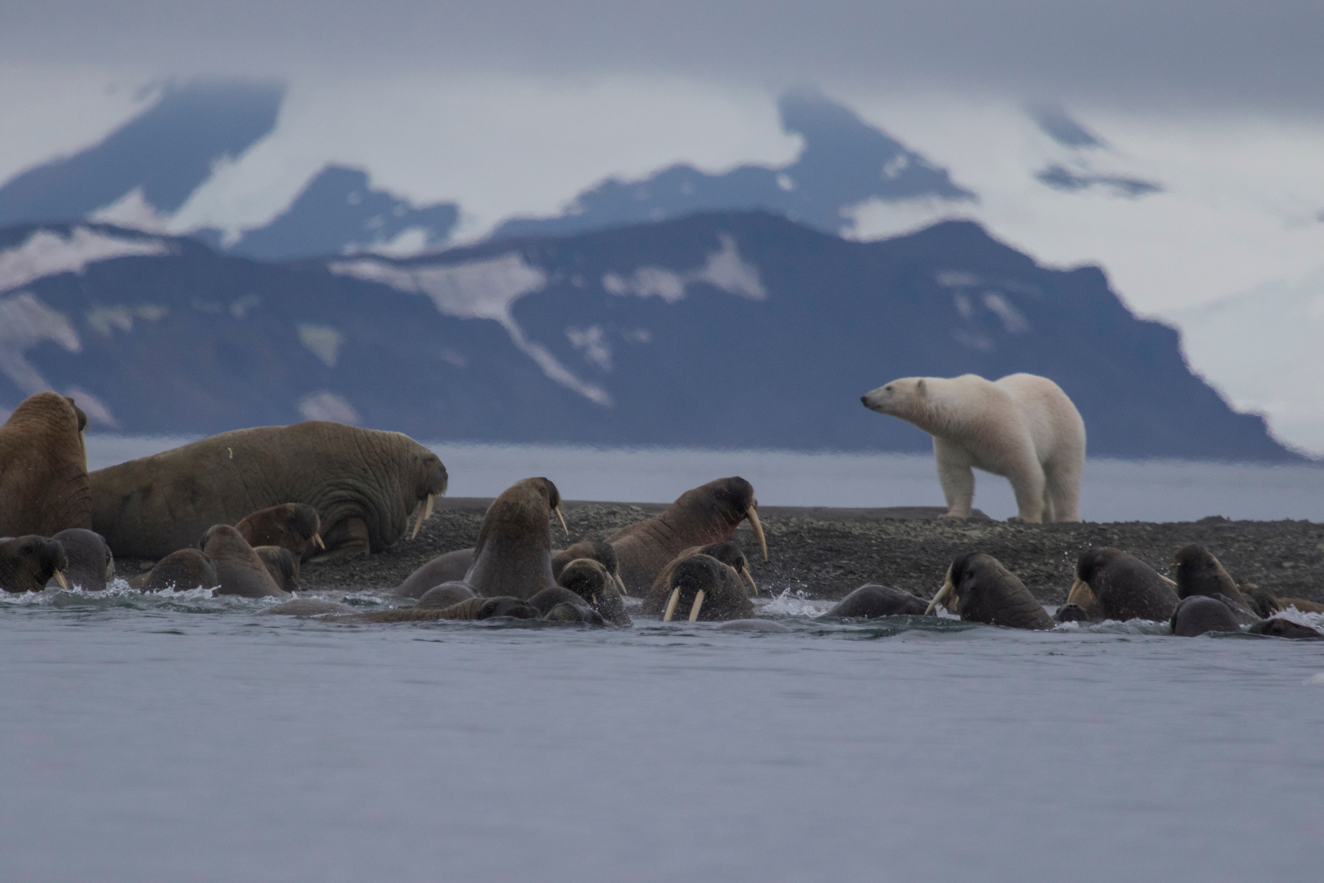 Национальный парк «русская Арктика» моржи